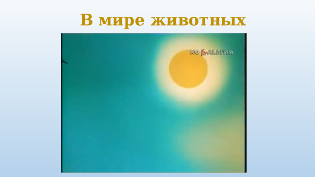 В мире животных 