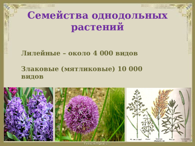 Семейства однодольных растений Лилейные – около 4 000 видов  Злаковые (мятликовые) 10 000 видов   