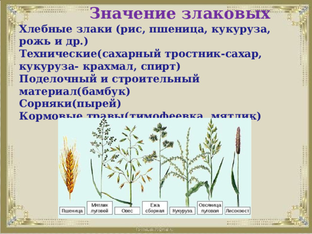  Значение злаковых  Хлебные злаки (рис, пшеница, кукуруза, рожь и др.)  Технические(сахарный тростник-сахар, кукуруза- крахмал, спирт)  Поделочный и строительный материал(бамбук)  Сорняки(пырей)  Кормовые травы(тимофеевка, мятлик) 