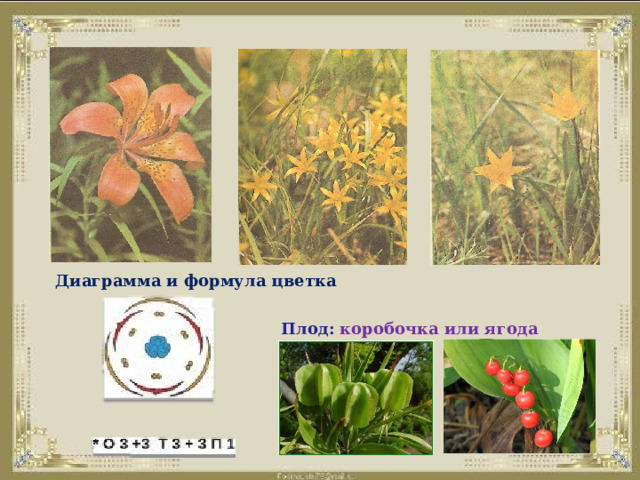   Плод: коробочка или ягода Диаграмма и формула цветка 