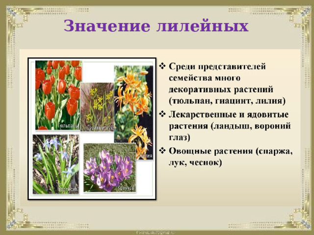 Значение лилейных    Декоративные, пищевые,ядовитые, лекарственные растения 