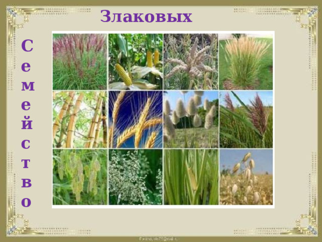 Злаковых С  е  м  е  й  с  т  в  о   