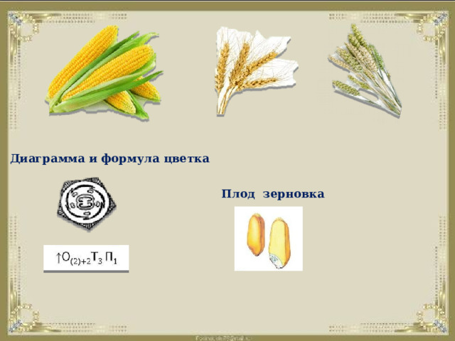                        Диаграмма и формула цветка Плод зерновка 