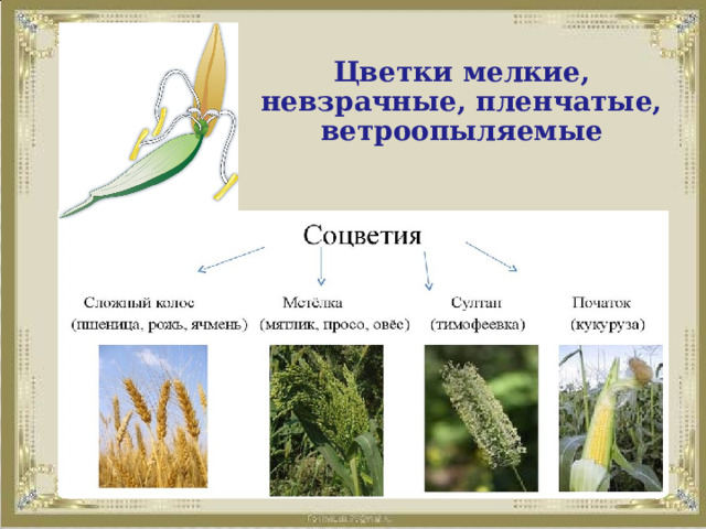          Цветки мелкие, невзрачные, пленчатые, ветроопыляемые               