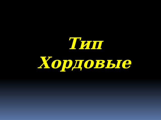 Тип Хордовые 