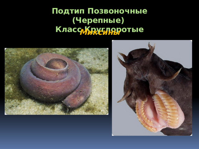 Подтип Позвоночные (Черепные) Класс Круглоротые Миксины 
