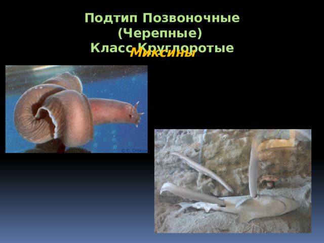 Подтип Позвоночные (Черепные) Класс Круглоротые Миксины 