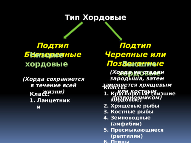 Тип Хордовые Подтип Бесчерепные Подтип Черепные или Позвоночные Низшие хордовые Высшие хордовые (Хорда на стадии зародыша, затем заменяется хрящевым или костным позвоночником) (Хорда сохраняется в течение всей жизни) Классы: Круглоротые (низшие хордовые) Хрящевые рыбы Костные рыбы Земноводные (амфибии) Пресмыкающиеся (рептилии) Птицы Млекопитающие Класс: Ланцетники 