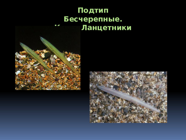 Подтип Бесчерепные. Класс Ланцетники 