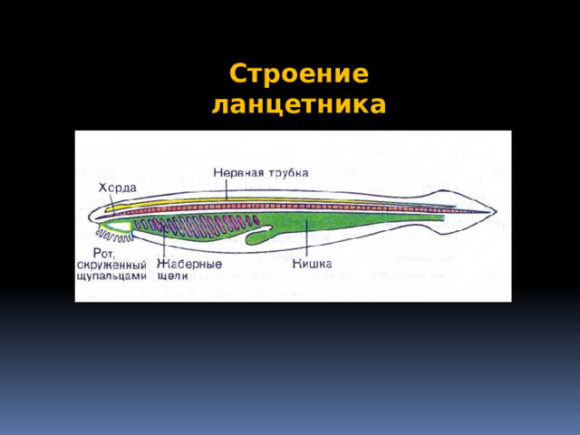 Строение ланцетника 
