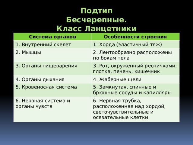 Подтип Бесчерепные. Класс Ланцетники Система органов Особенности строения 1. Внутренний скелет 1. Хорда (эластичный тяж) 2. Мышцы 2. Лентообразно расположены по бокам тела 3. Органы пищеварения 3. Рот, окруженный ресничками, глотка, печень, кишечник 4. Органы дыхания 4. Жаберные щели 5. Кровеносная система 5. Замкнутая, спинные и брюшные сосуды и капилляры 6. Нервная система и органы чувств 6. Нервная трубка, расположенная над хордой, светочувствительные и осязательные клетки 
