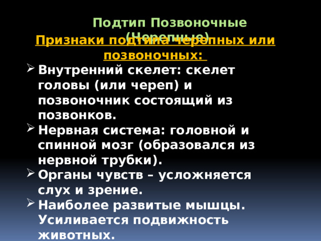 Подтип Позвоночные (Черепные) Признаки подтипа черепных или позвоночных: Внутренний скелет: скелет головы (или череп) и позвоночник состоящий из позвонков. Нервная система: головной и спинной мозг (образовался из нервной трубки). Органы чувств – усложняется слух и зрение. Наиболее развитые мышцы. Усиливается подвижность животных. Парные конечности. Замкнутая кровеносная система, сердце. Дыхание – жабры или легкие. 