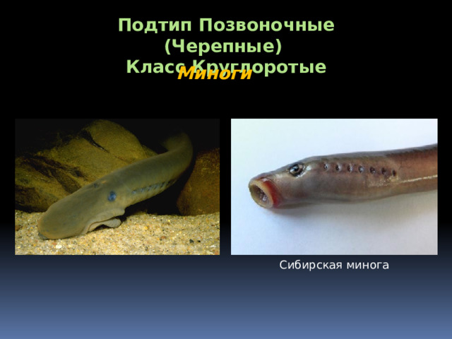 Подтип Позвоночные (Черепные) Класс Круглоротые Миноги Сибирская минога 