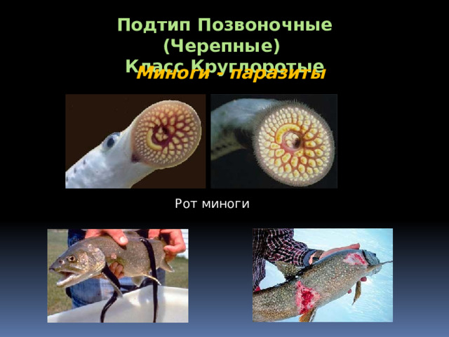 Подтип Позвоночные (Черепные) Класс Круглоротые Миноги - паразиты Рот миноги 