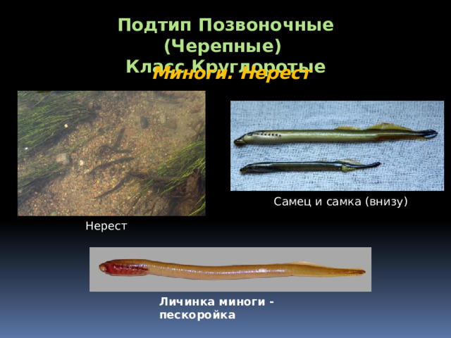 Подтип Позвоночные (Черепные) Класс Круглоротые Миноги. Нерест Самец и самка (внизу) Нерест Личинка миноги - пескоройка 