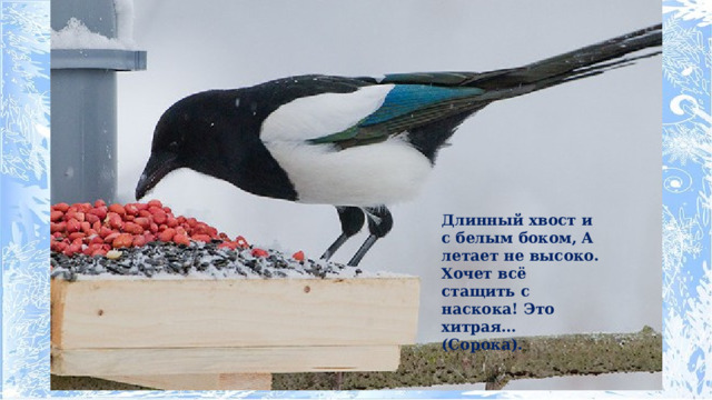 Длинный хвост и с белым боком, А летает не высоко. Хочет всё стащить с наскока! Это хитрая… (Сорока). 