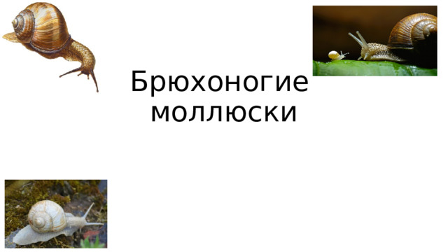 Брюхоногие моллюски Презентацию подготовила учитель биологии МОУ СОШ №5 г.Всеволожска Павлова Татьяна Александровна  