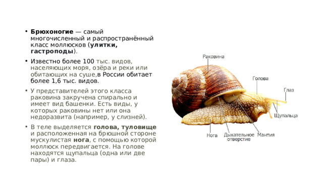 Брюхоногие — самый многочисленный и распространённый класс моллюсков ( улитки, гастроподы ).  Известно более 100  тыс. видов, населяющих моря, озёра и реки или обитающих на суше, в России обитает более 1,6 тыс. видов. У представителей этого класса раковина закручена спирально и имеет вид башенки. Есть виды, у которых раковины нет или она недоразвита (например, у слизней).   В теле выделяется голова, туловище и расположенная на брюшной стороне мускулистая нога , с помощью которой моллюск передвигается. На голове находятся щупальца (одна или две пары) и глаза. 