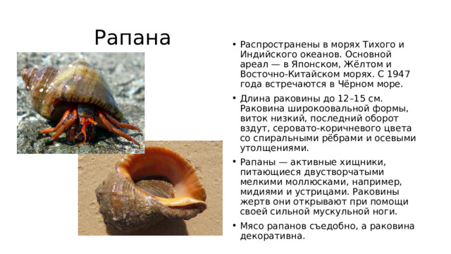 Рапана Распространены в морях Тихого и Индийского океанов. Основной ареал — в Японском, Жёлтом и Восточно-Китайском морях. С 1947 года встречаются в Чёрном море. Длина раковины до 12–15 см. Раковина широкоовальной формы, виток низкий, последний оборот вздут, серовато-коричневого цвета со спиральными рёбрами и осевыми утолщениями. Рапаны — активные хищники, питающиеся двустворчатыми мелкими моллюсками, например, мидиями и устрицами. Раковины жертв они открывают при помощи своей сильной мускульной ноги. Мясо рапанов съедобно, а раковина декоративна. 