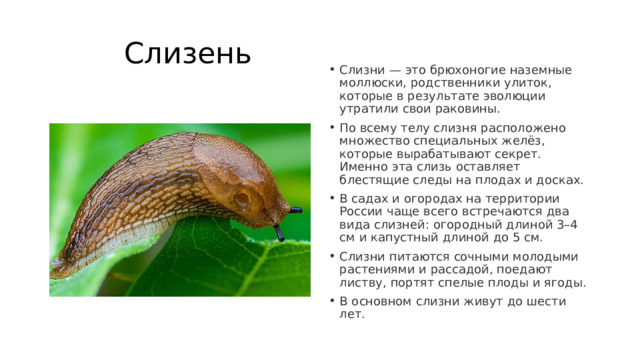  Слизень Слизни — это брюхоногие наземные моллюски, родственники улиток, которые в результате эволюции утратили свои раковины. По всему телу слизня расположено множество специальных желёз, которые вырабатывают секрет. Именно эта слизь оставляет блестящие следы на плодах и досках. В садах и огородах на территории России чаще всего встречаются два вида слизней: огородный длиной 3–4 см и капустный длиной до 5 см. Слизни питаются сочными молодыми растениями и рассадой, поедают листву, портят спелые плоды и ягоды. В основном слизни живут до шести лет. 