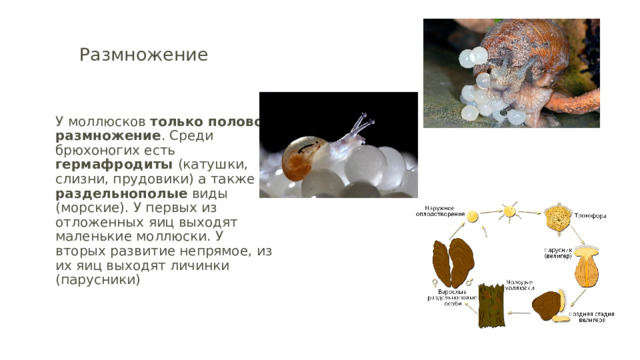 Размножение   У моллюсков только половое размножение . Среди брюхоногих есть гермафродиты (катушки, слизни, прудовики) а также раздельнополые виды (морские). У первых из отложенных яиц выходят маленькие моллюски. У вторых развитие непрямое, из их яиц выходят личинки (парусники) 