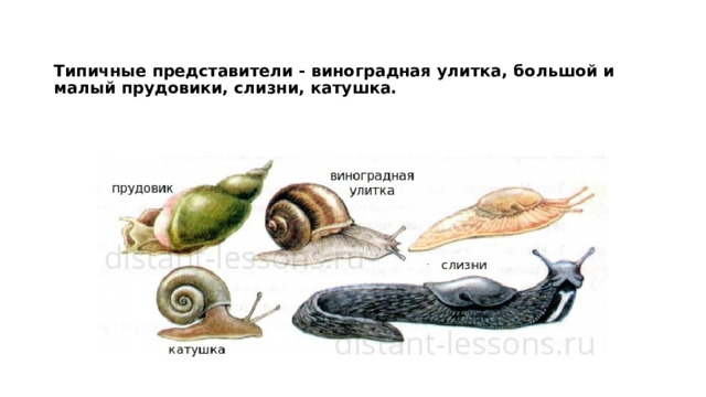Типичные представители - виноградная улитка, большой и малый прудовики, слизни, катушка. 
