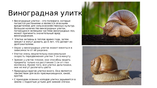 Виноградная улитка Виноградные улитки – это полифаги, которые питаются растениями и являются опасными вредителями для сельскохозяйственных культур. Большое количество виноградных улиток, питающихся зелеными частями виноградных лоз, может причинить значительный вред виноградникам.  Улитки активны в теплое время года, затем зимуют и могут дожить до 4 лет, что делает их долгожителями. Окрас у виноградных улиток может меняться в зависимости от её рациона. Улитки очень медлительны максимальная скорость передвижения улитки 7 см в минуту. Зрение у улиток плохое, они способны видеть предметы только на расстояние 1 см от глаз моллюска. Кроме того, все улитки дальтоники, они не могут различать цвета Природных врагов улитки много. Она является лакомством для всех пресмыкающихся, ежей, кротов. С приходом осенних холодов улитка зарывается в землю с поднятым устьем для зимней спячки. 