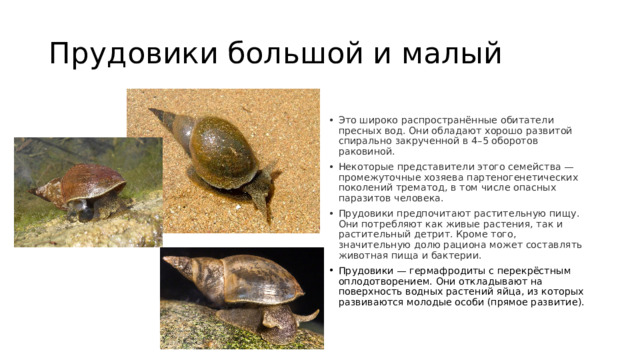 Прудовики большой и малый Это широко распространённые обитатели пресных вод. Они обладают хорошо развитой спирально закрученной в 4–5 оборотов раковиной. Некоторые представители этого семейства — промежуточные хозяева партеногенетических поколений трематод, в том числе опасных паразитов человека. Прудовики предпочитают растительную пищу. Они потребляют как живые растения, так и растительный детрит. Кроме того, значительную долю рациона может составлять животная пища и бактерии. Прудовики — гермафродиты с перекрёстным оплодотворением. Они откладывают на поверхность водных растений яйца, из которых развиваются молодые особи (прямое развитие).   