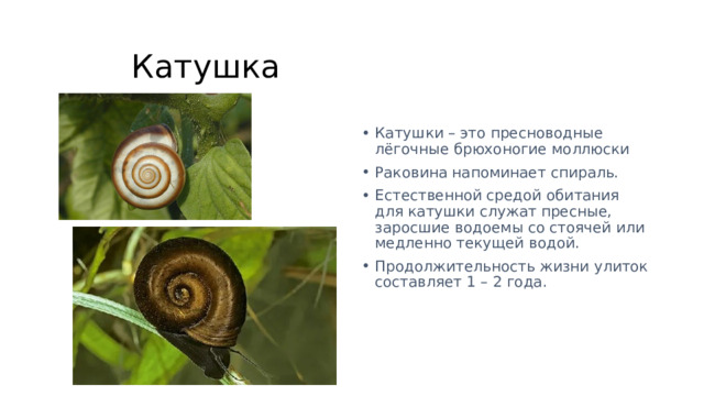  Катушка Катушки – это пресноводные лёгочные брюхоногие моллюски Раковина напоминает спираль. Естественной средой обитания для катушки служат пресные, заросшие водоемы со стоячей или медленно текущей водой. Продолжительность жизни улиток составляет 1 – 2 года.   