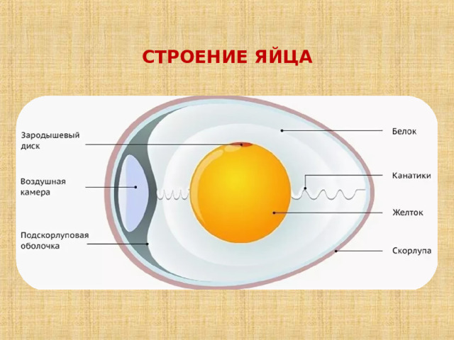 СТРОЕНИЕ ЯЙЦА 
