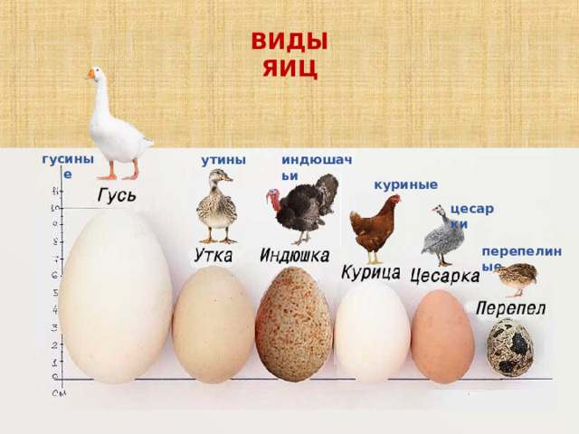 ВИДЫ ЯИЦ гусиные индюшачьи утиные куриные цесарки перепелиные 