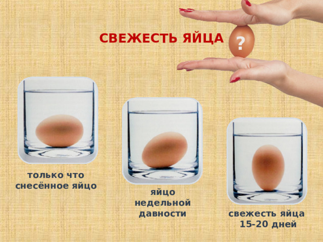 СВЕЖЕСТЬ ЯЙЦА ? только что снесённое яйцо яйцо недельной давности свежесть яйца  15-20 дней 