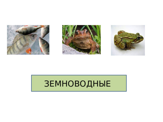 ЗЕМНОВОДНЫЕ 