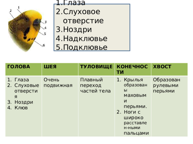 Глаза Слуховое отверстие Ноздри Надклювье Подклювье ГОЛОВА Глаза Слуховые отверстия Ноздри Клюв ШЕЯ ТУЛОВИЩЕ Очень подвижная КОНЕЧНОСТИ Плавный переход частей тела ХВОСТ Крылья образованы маховыми перьями. Ноги с широко расставлен-ными пальцами Образован рулевыми перьями 