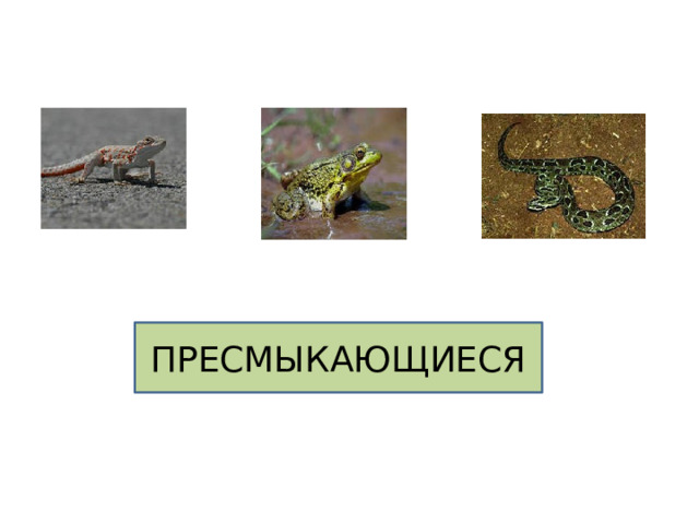 ПРЕСМЫКАЮЩИЕСЯ 