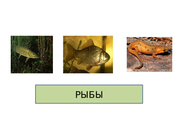РЫБЫ 