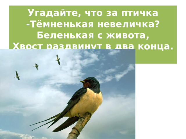 Угадайте, что за птичка  -Тёмненькая невеличка?  Беленькая с живота,  Хвост раздвинут в два конца.   