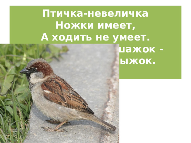 Птичка-невеличка  Ножки имеет,  А ходить не умеет.  Хочет сделать шажок -  Получается прыжок.   