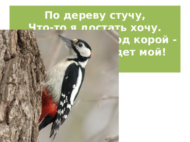 По дереву стучу,  Что-то я достать хочу.  Хоть и скрылся под корой -  Червячок-то будет мой!   