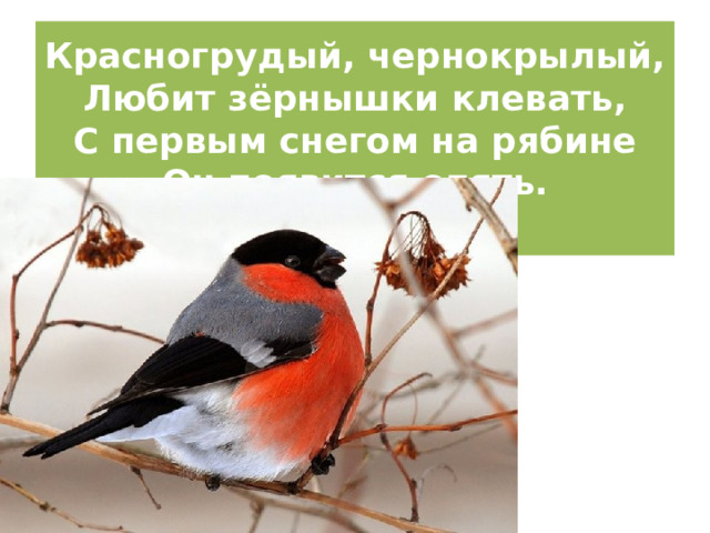 Красногрудый, чернокрылый,  Любит зёрнышки клевать,  С первым снегом на рябине  Он появится опять.   