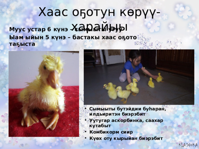 Хаас оҕотун көрүү-харайыы Муус устар 6 күнэ – сымыыты угуу Ыам ыйын 5 күнэ – бастакы хаас оҕото таҕыста Сымыыты бутэйдии буһаран, илдьиритэн биэрэбит Уутугар аскорбинка, саахар кутабыт Комбикорм сиир Күөх оту кырыйан биэрэбит 