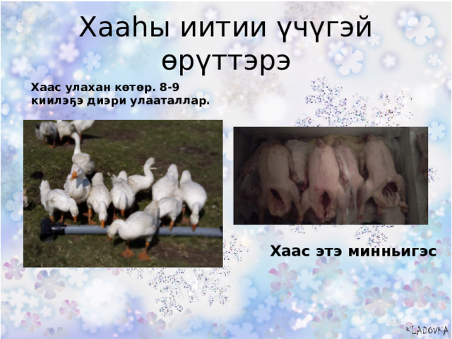 Хааһы иитии үчүгэй өрүттэрэ Хаас улахан көтөр. 8-9 киилэҕэ диэри улааталлар. Хаас этэ минньигэс 