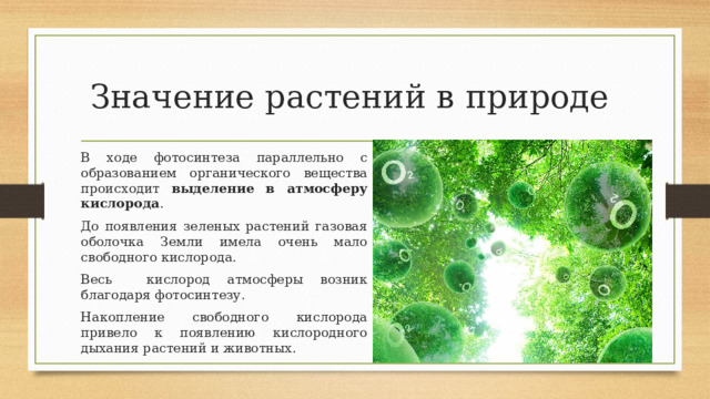 Значение растений в природе В ходе фотосинтеза параллельно с образованием органического вещества происходит выделение в атмосферу кислорода . До появления зеленых растений газовая оболочка Земли имела очень мало свободного кислорода. Весь кислород атмосферы возник благодаря фотосинтезу. Накопление свободного кислорода привело к появлению кислородного дыхания растений и животных. 
