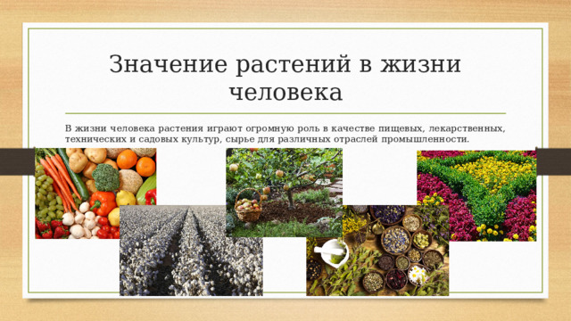 Значение растений в жизни человека В жизни человека растения играют огромную роль в качестве пищевых, лекарственных, технических и садовых культур, сырье для различных отраслей промышленности. 
