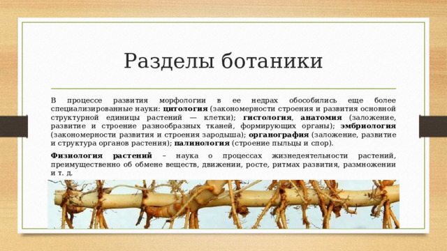 Разделы ботаники В процессе развития морфологии в ее недрах обособились еще более специализированные науки: цитология (закономерности строения и развития основной структурной единицы растений — клетки); гистология , анатомия (заложение, развитие и строение разнообразных тканей, формирующих органы); эмбриология (закономерности развития и строения зародыша); органография (заложение, развитие и структура органов растения); палинология (строение пыльцы и спор). Физиология растений – наука о процессах жизнедеятельности растений, преимущественно об обмене веществ, движении, росте, ритмах развития, размножении и т. д. 