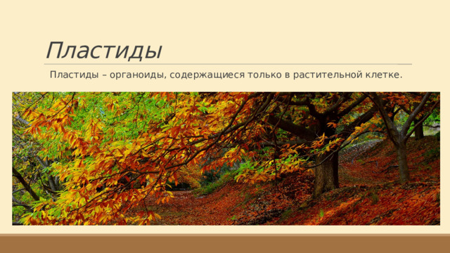 Пластиды Пластиды – органоиды, содержащиеся только в растительной клетке. 