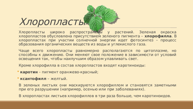 Хлоропласты Хлоропласты широко распространены у растений. Зеленая окраска хлоропластов обусловлена присутствием зеленого пигмента – хлорофилла . В хлоропластах при участии солнечной энергии идет фотосинтез – процесс образования органических веществ из воды и углекислого газа. Чаще всего хлоропласты равномерно располагаются по цитоплазме, но способны к движению. Они меняют свое положение в зависимости от условий освещения так, чтобы наилучшим образом улавливать свет. Кроме хлорофилла в состав хлоропластов входят каротиноиды:  каротин – пигмент оранжево-красный;  ксантофилл – желтый. В зеленых листьях они маскируются хлорофиллом и становятся заметными при его разрушении (например, осенью или при заболеваниях). В хлоропластах листьев хлорофиллов в три раза больше, чем каротиноидов. 