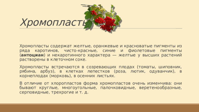 Хромопласты Хромопласты содержат желтые, оранжевые и красноватые пигменты из ряда каротинов, чисто-красные, синие и фиолетовые пигменты ( антоциан ) и некаротинного характера — желтые у высших растений растворены в клеточном соке. Хромопласты встречаются в созревающих плодах (томаты, шиповник, рябина, арбуз), в клетках лепестков (роза, лютик, одуванчик), в корнеплодах (морковь), в осенних листьях. В отличие от хлоропластов форма хромопластов очень изменчива: они бывают круглые, многоугольные, палочковидные, веретенообразные, серповидные, трехрогие и т. д. 