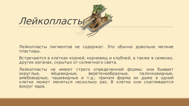 Лейкопласты Лейкопласты пигментов не содержат. Это обычно довольно мелкие пластиды. Встречаются в клетках корней, корневищ и клубней, а также в семенах, других органах, скрытых от солнечного света. Лейкопласты не имеют строго определенной формы: они бывают округлые, яйцевидные, веретенообразные, палочковидные, амебовидные, чашевидные и т.д.; причем форма их даже в одной клетке может меняться несколько раз. В клетке они скапливаются вокруг ядра. 