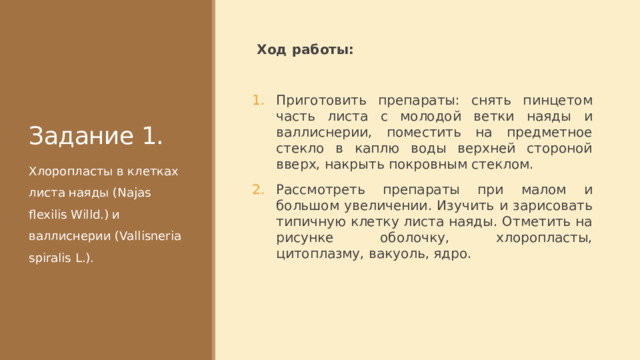 Задание 1. Ход работы: Приготовить препараты: снять пинцетом часть листа с молодой ветки наяды и валлиснерии, поместить на предметное стекло в каплю воды верхней стороной вверх, накрыть покровным стеклом. Рассмотреть препараты при малом и большом увеличении. Изучить и зарисовать типичную клетку листа наяды. Отметить на рисунке оболочку, хлоропласты, цитоплазму, вакуоль, ядро. Хлоропласты в клетках листа наяды (Najas flexilis Willd.) и валлиснерии (Vallisneria spiralis L.). 